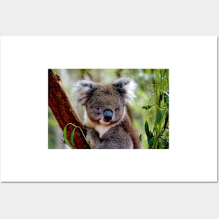 Koala Portrait 2 Posters and Art